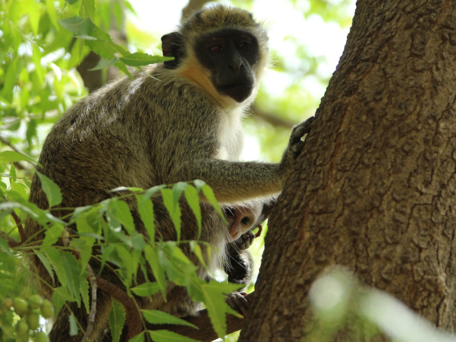 Apen in Senegal