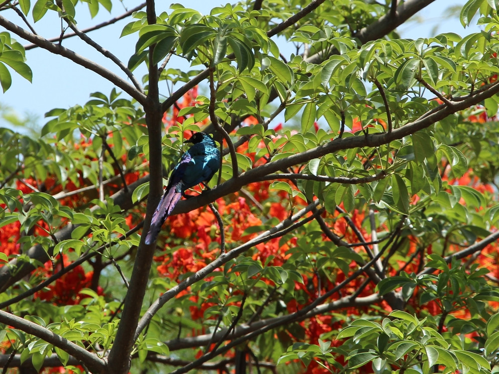 Prachtige vogels en bomen