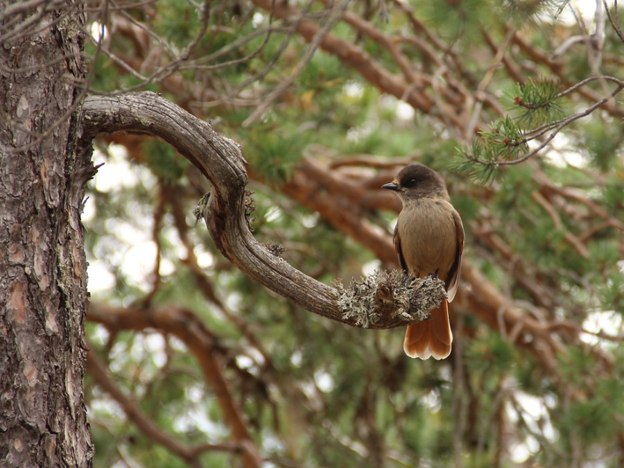 Perisoreus infaustus