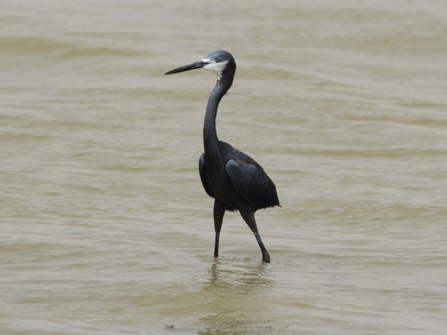 Reiger in de mangroven Reiger in de mangroven