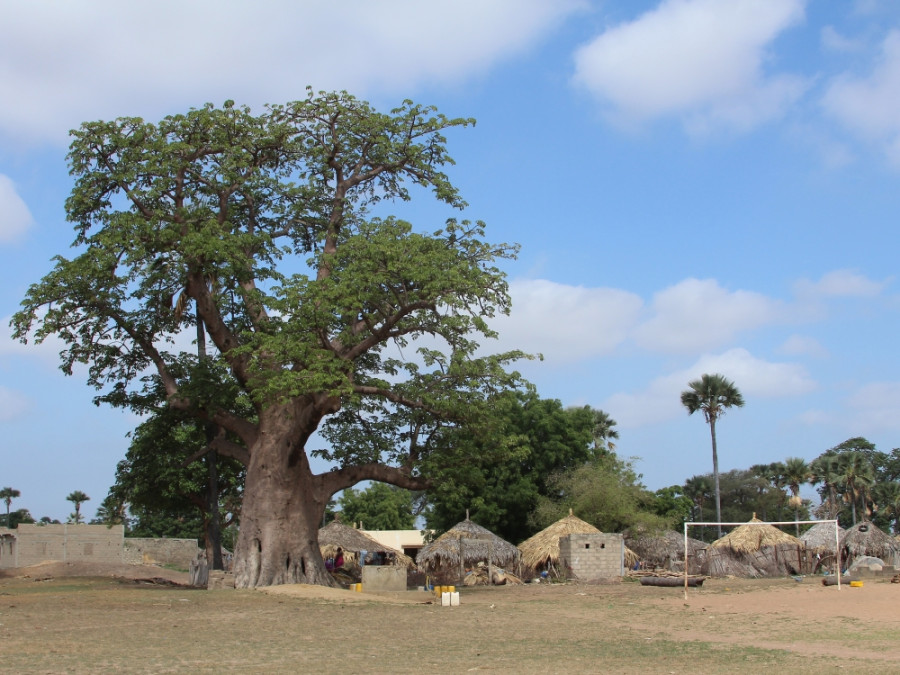 Baobab Senegal Baobab Senegal