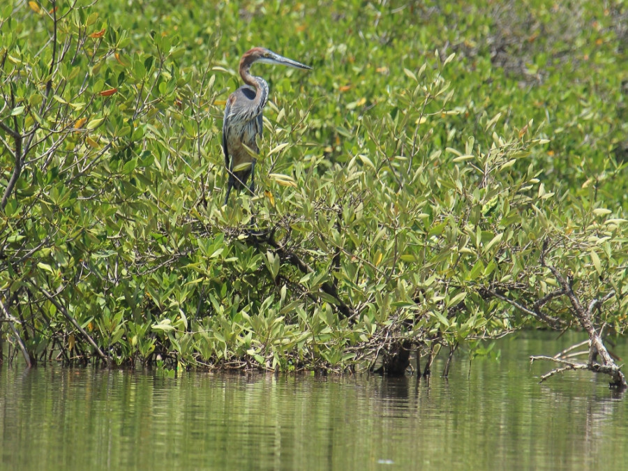 Reiger in Senegal