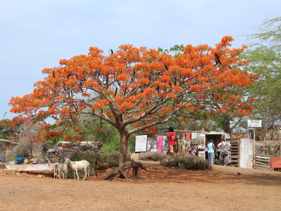 Flamboyant en schapen