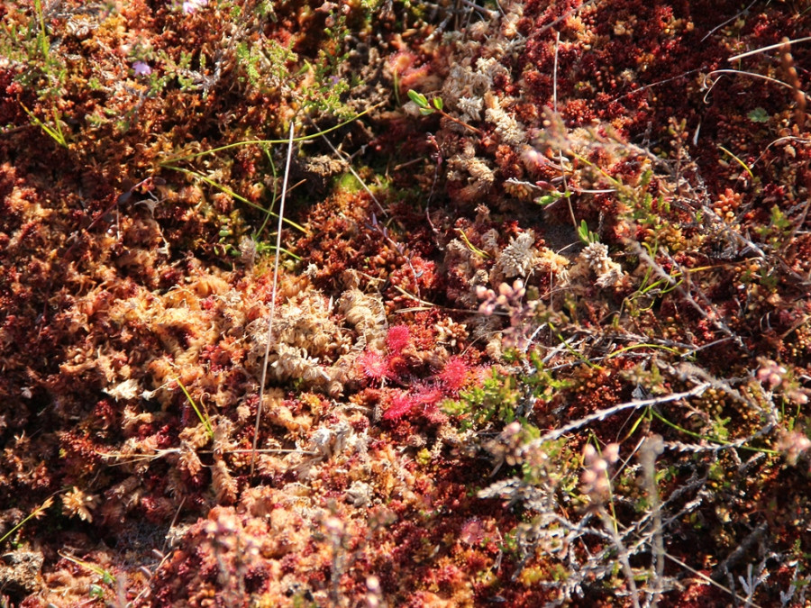 Mossen en vleesetende planten