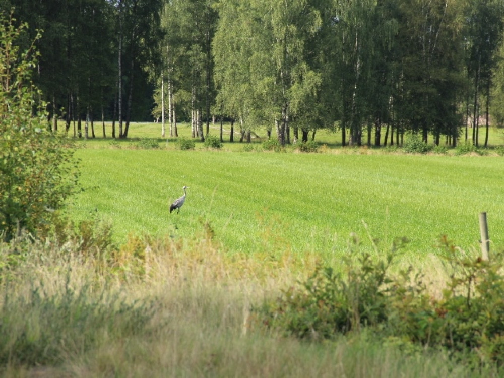 Kraanvogel