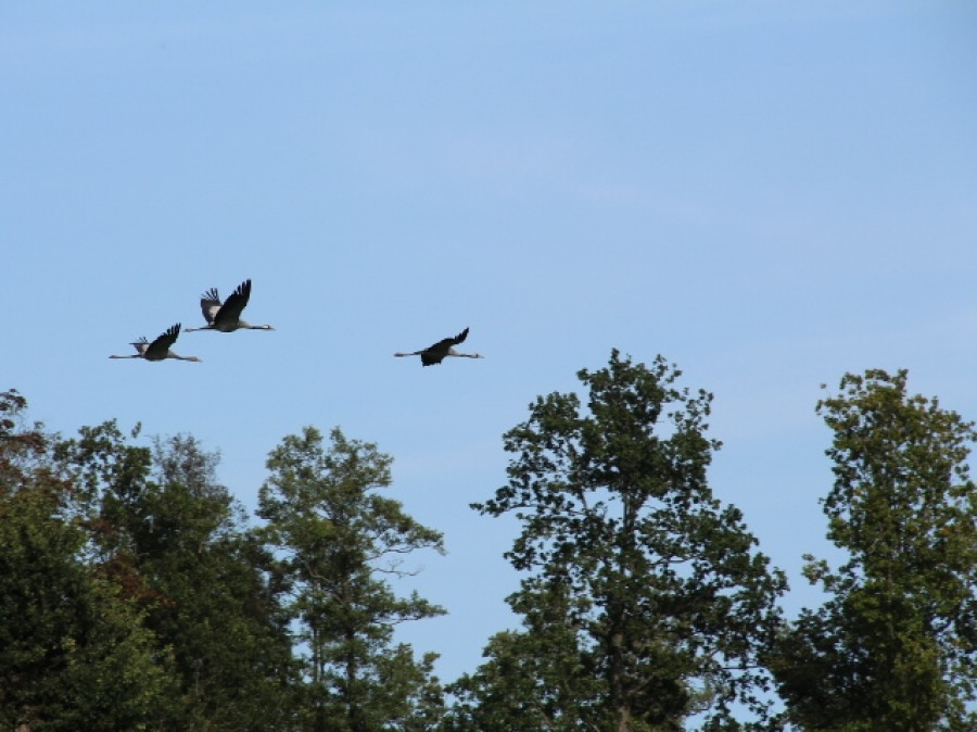 Kraanvogels in vlucht