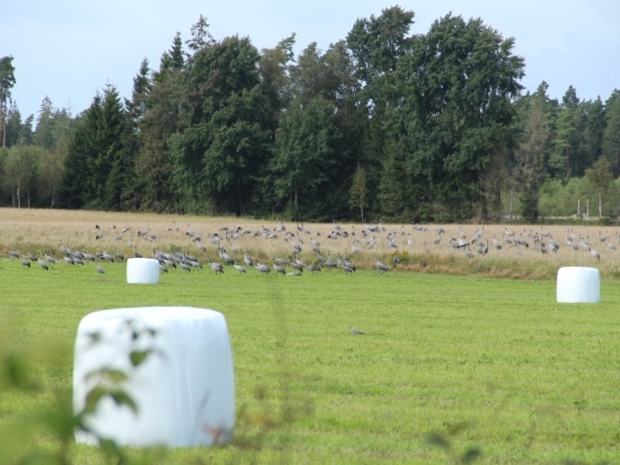 Honderden kraanvogels