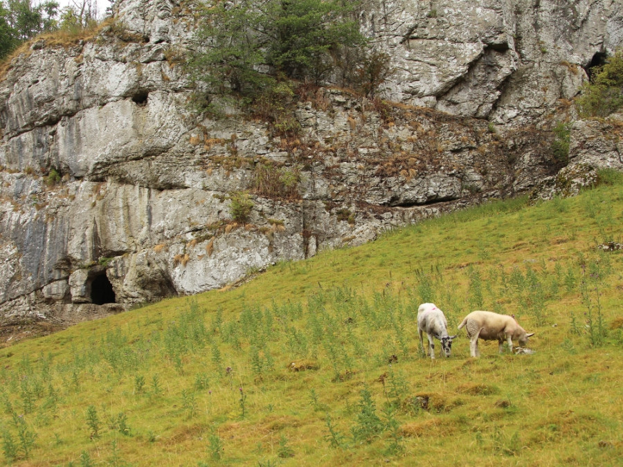 Schapen in White Peak