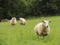 Schapen