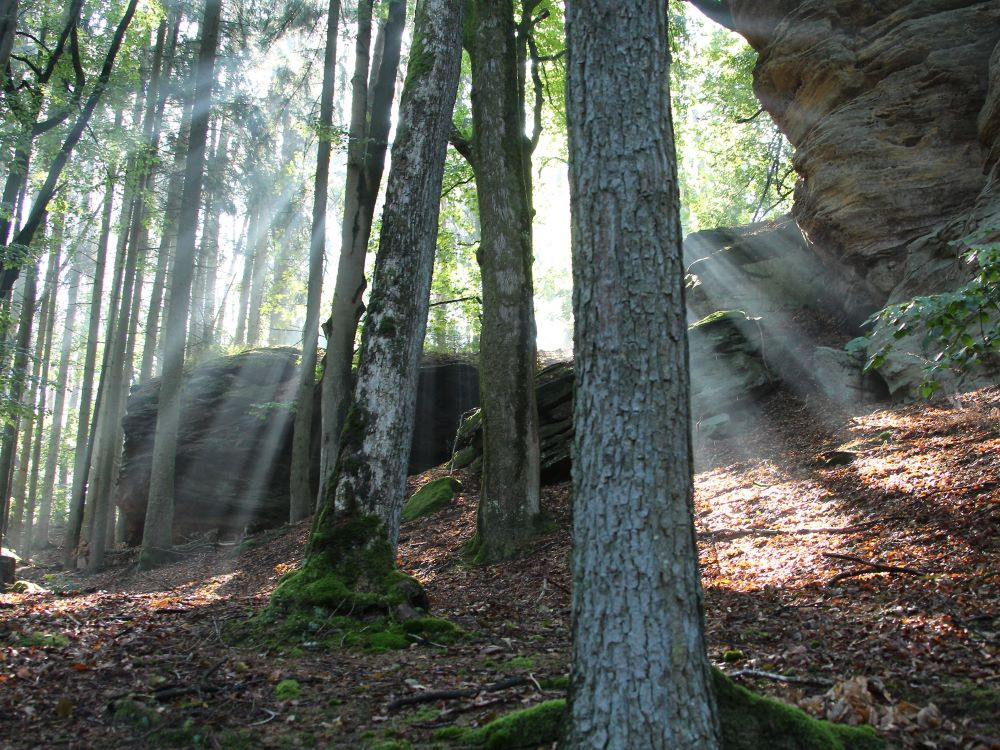 Zon schijnt door de bomen