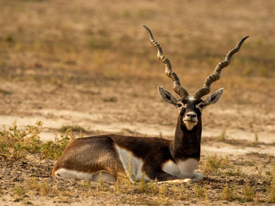 Antilope cervicapra