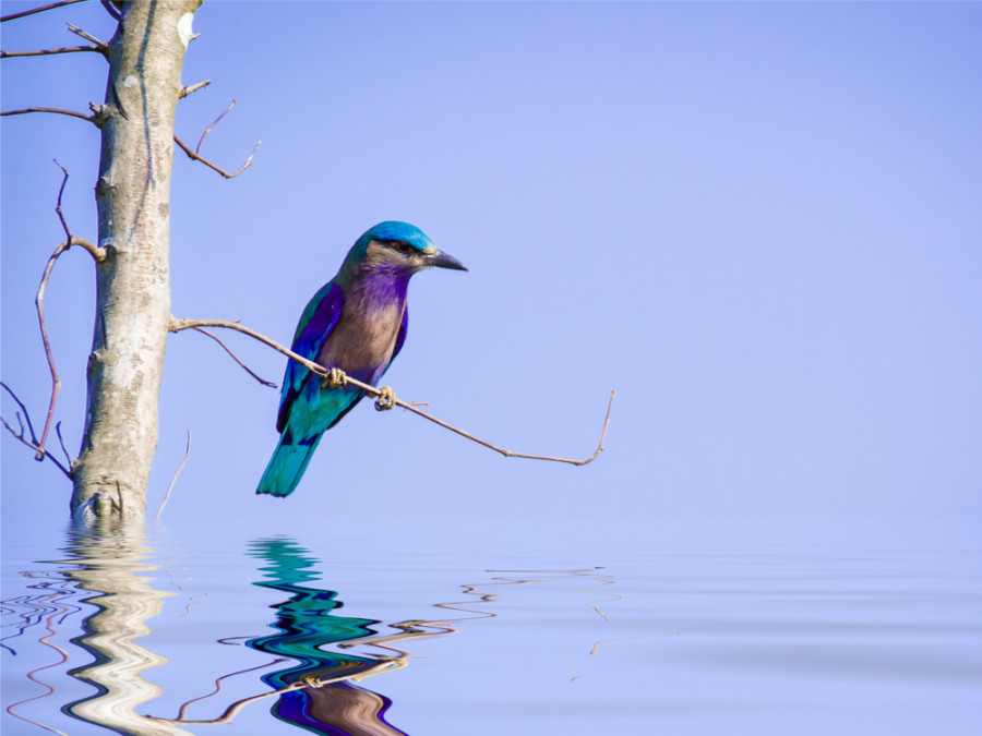 Indian roller