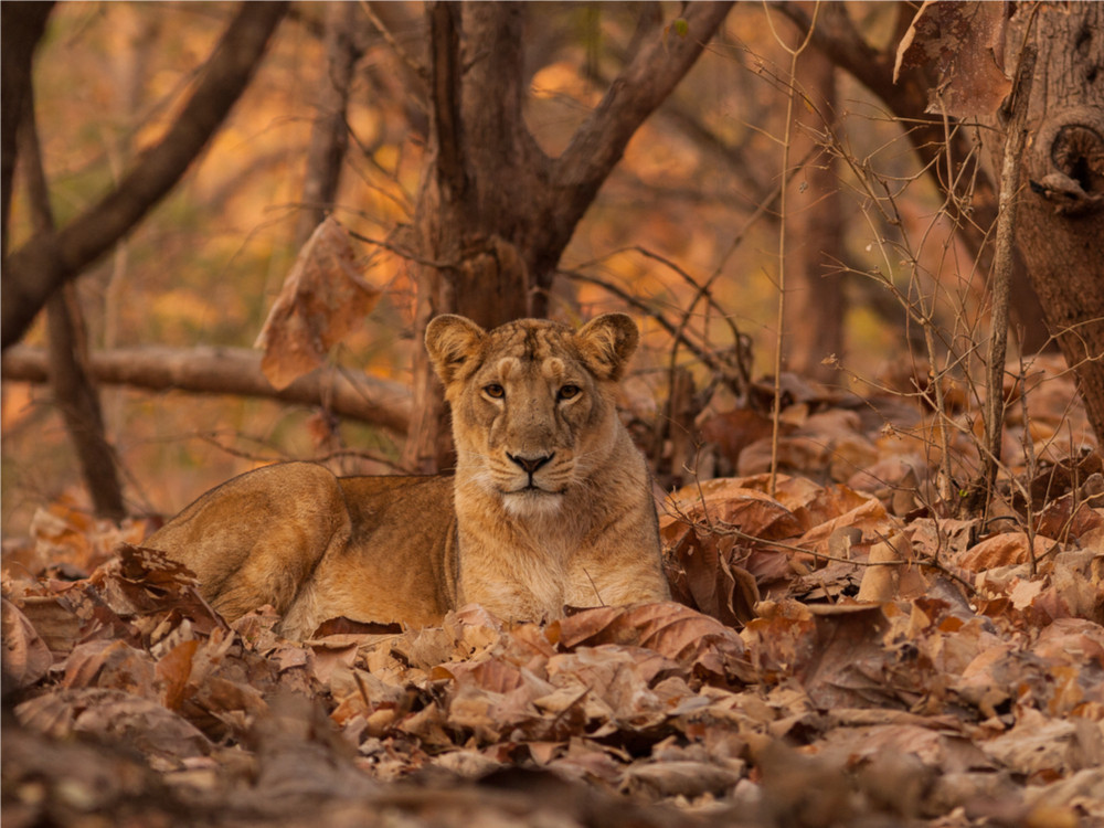 Leeuw in Gir