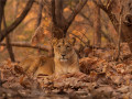 Leeuw in Gir