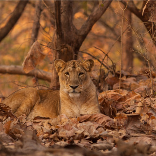 Afbeelding voor Gir National Park in India