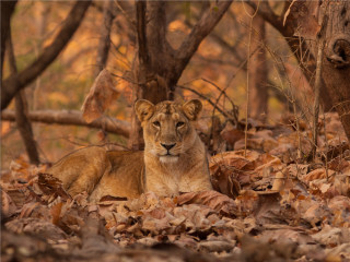 Afbeelding voor Gir National Park in India