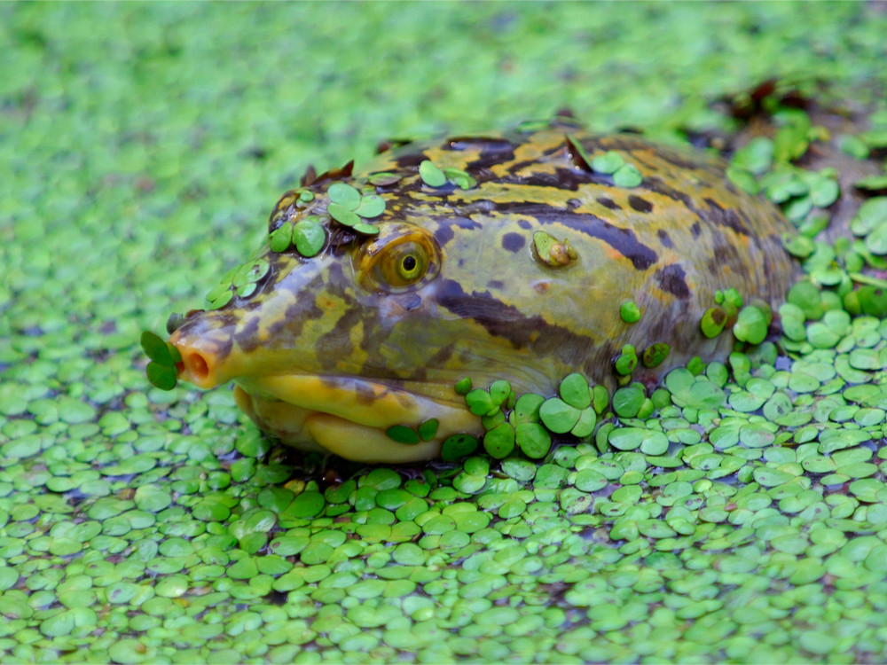 Indische klepweekschildpad