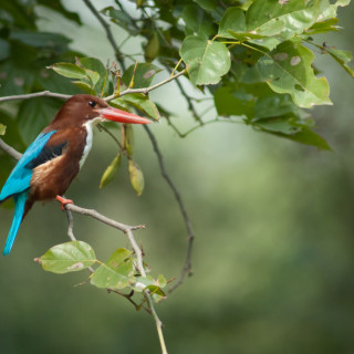 Afbeelding voor Keoladeo Nationaal Park India