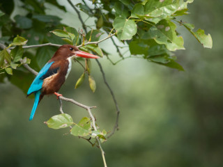 Afbeelding voor Keoladeo Nationaal Park India