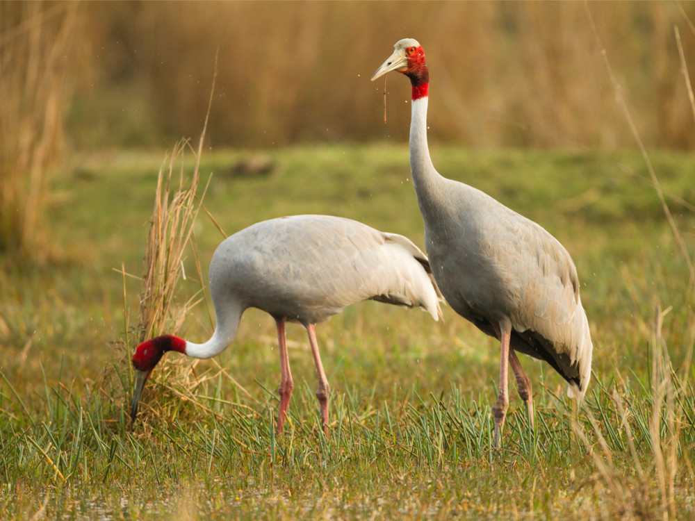 Saruskraanvogel