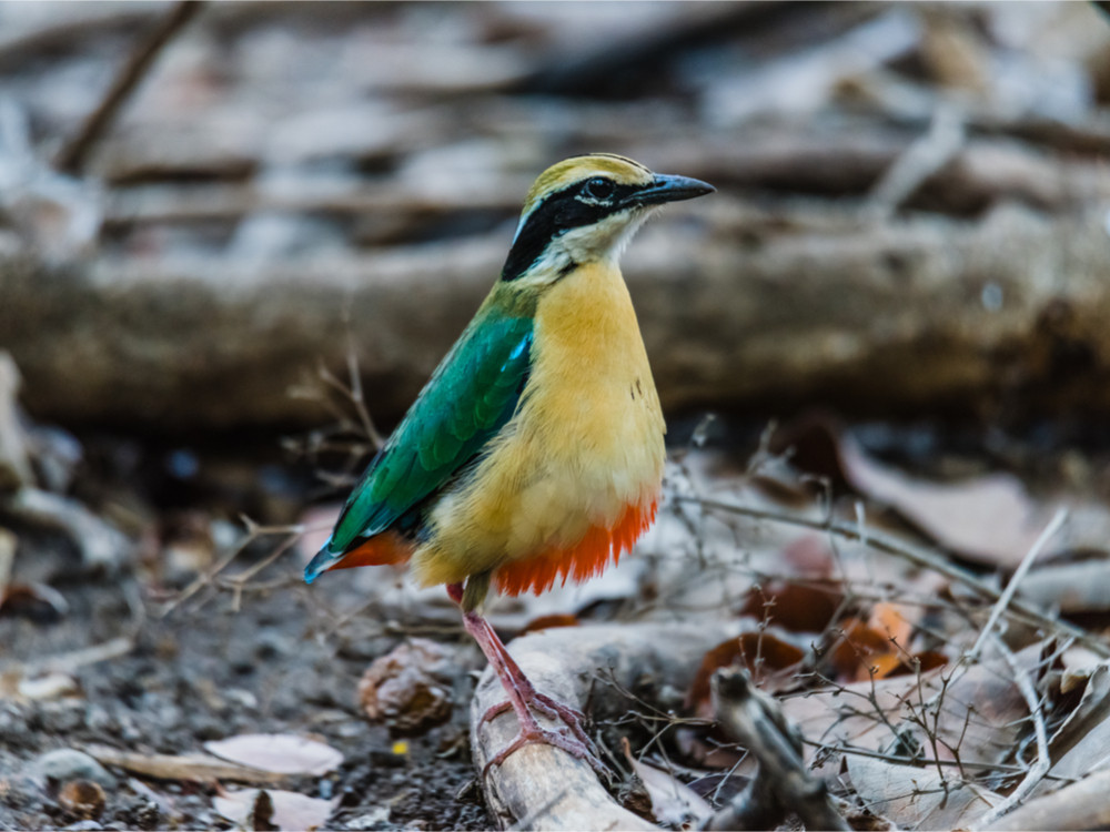 Negenkleurige pitta