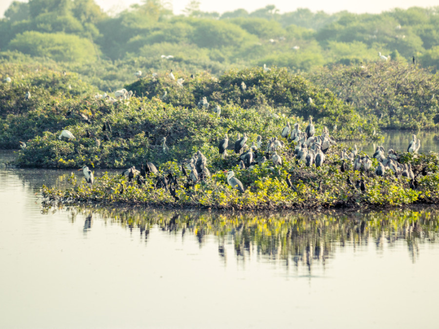 Vedanthangal bird sanctuary