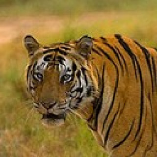 Afbeelding voor Sundowner wildlife reizen - Tijgers India