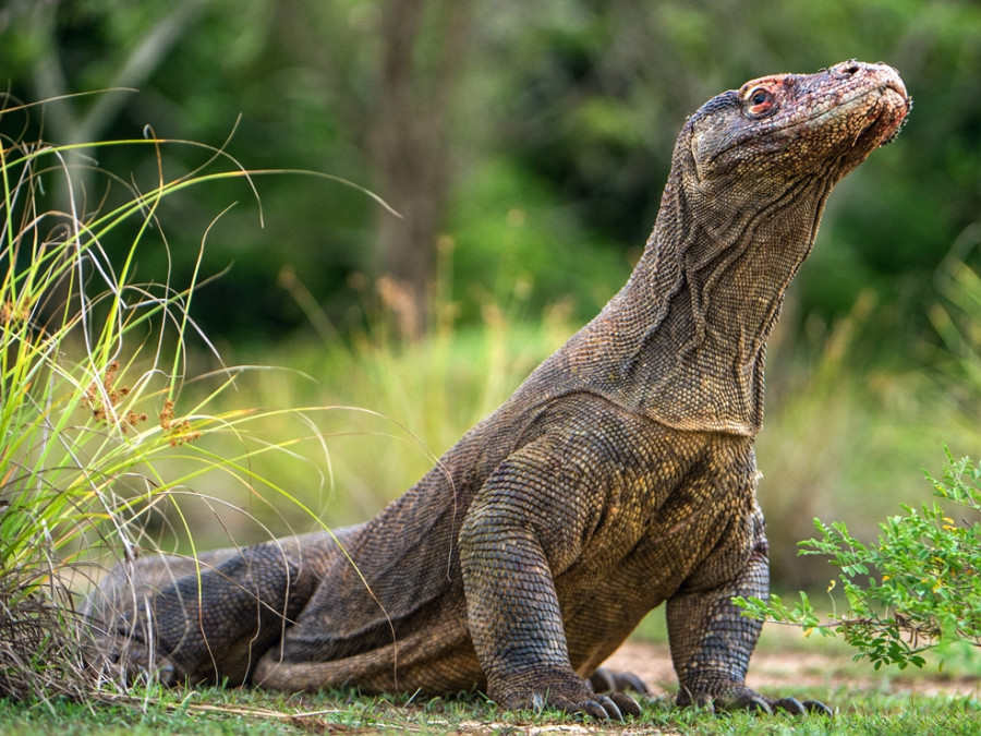 Dieren Indonesië