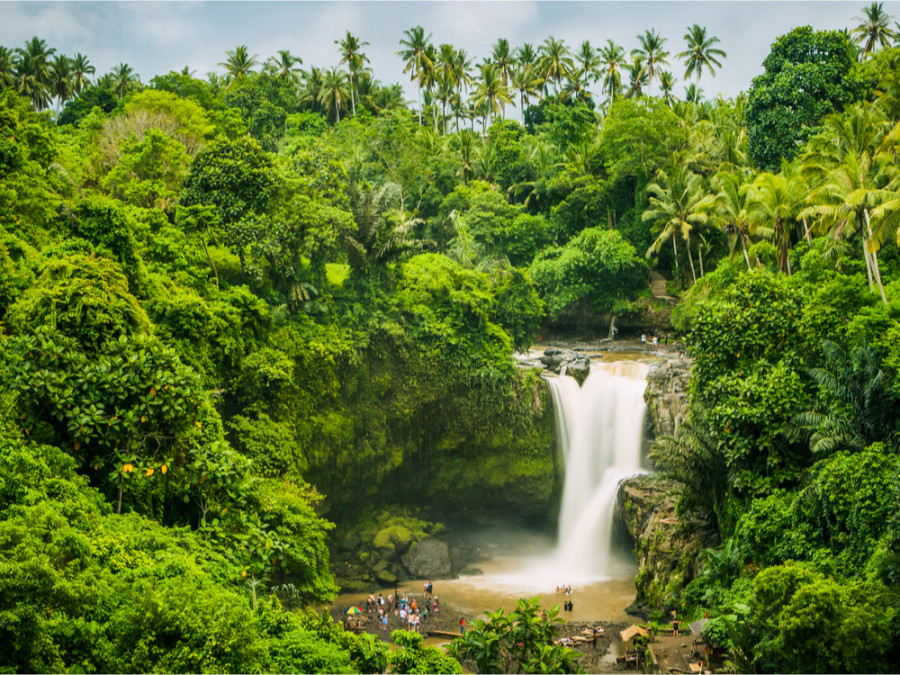 Natuur bij Ubud