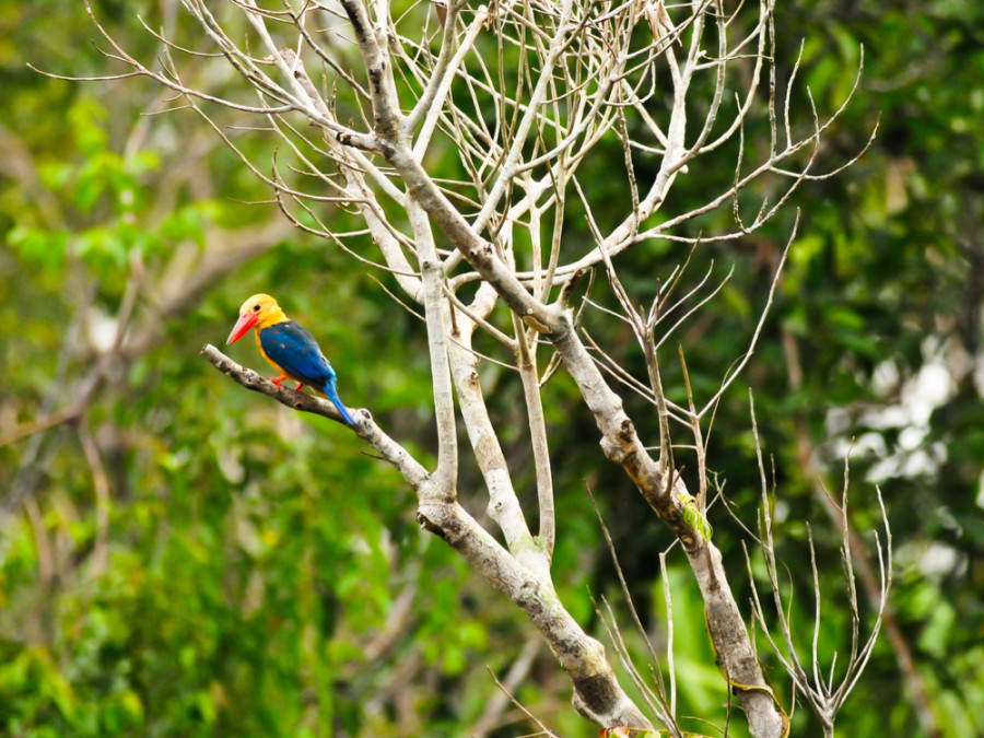 Natuur op Kalimantan