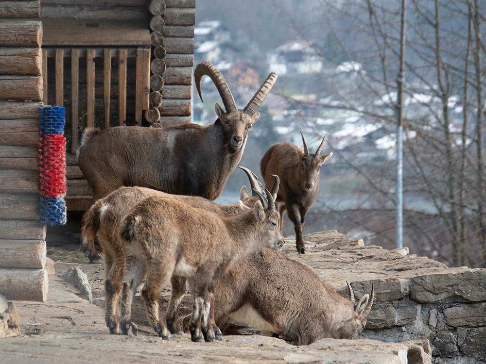 Wildpark Interlaken