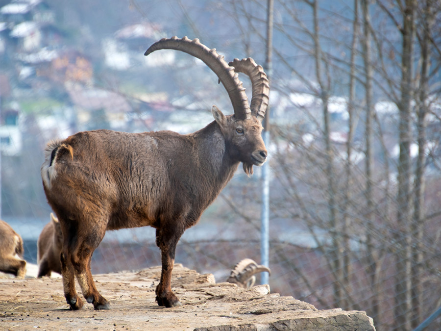 Wildpark Interlaken