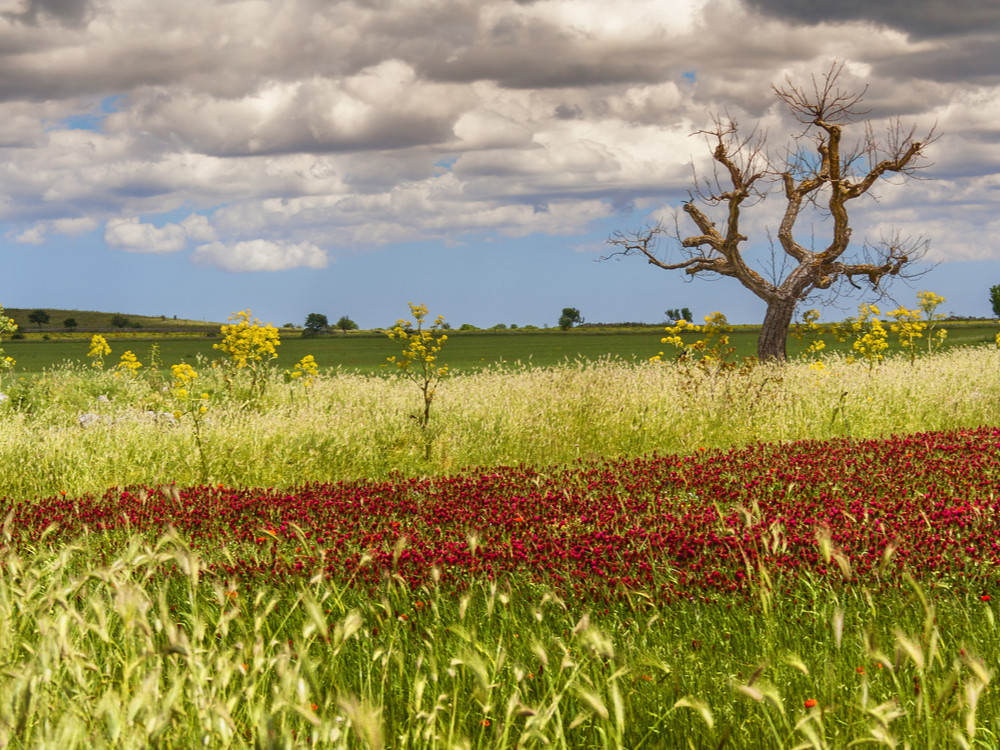 Alta Murgia NP