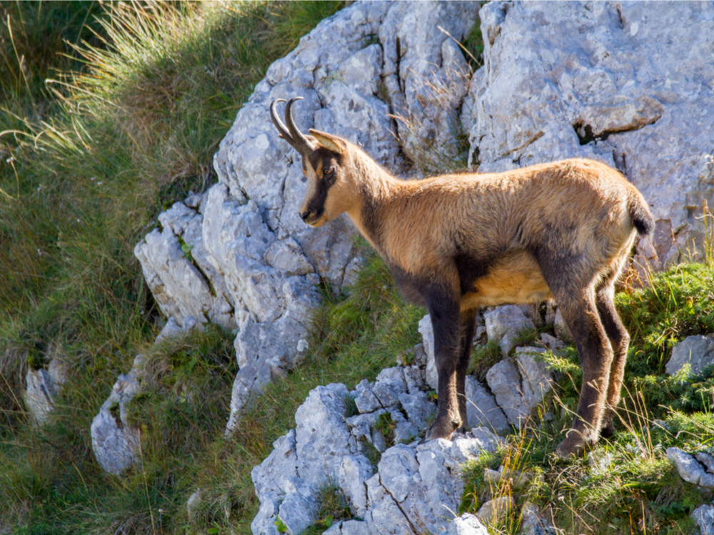 Gems in Italiaanse Alpen