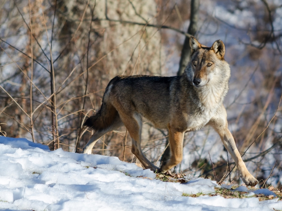 Wolven in Italië