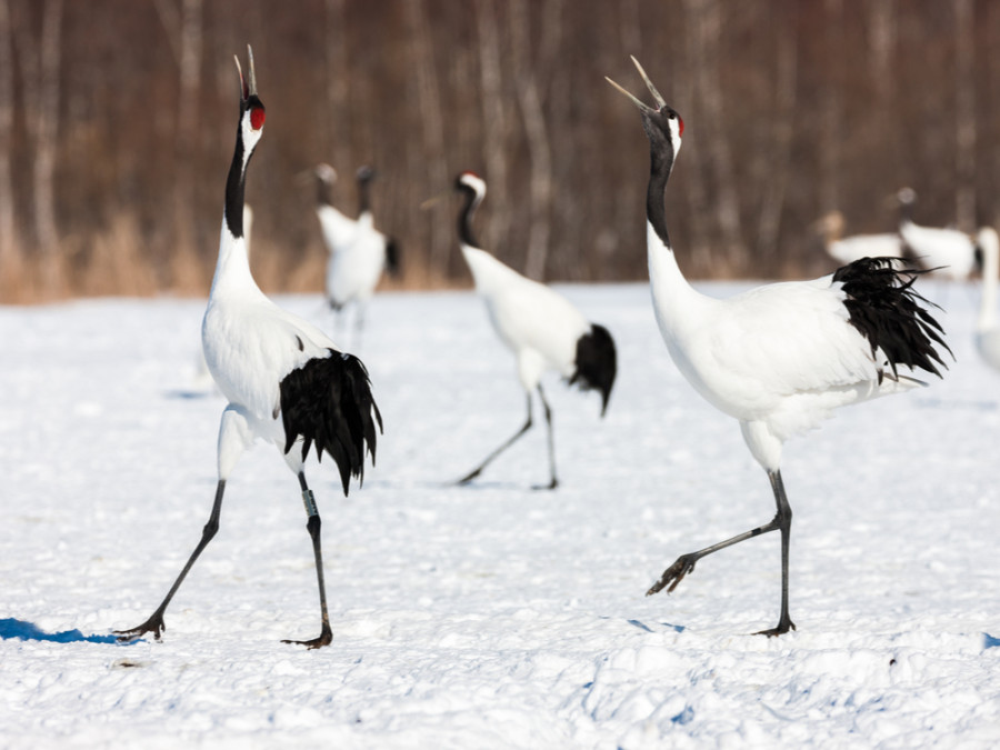 Kraanvogels Hokkaido