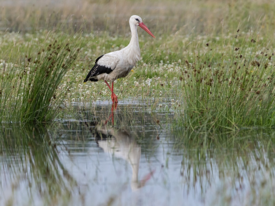 Ooievaar in de uiterwaarden van de Elbe