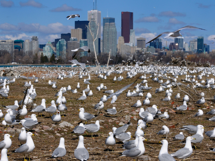 Tommy Thompson Park