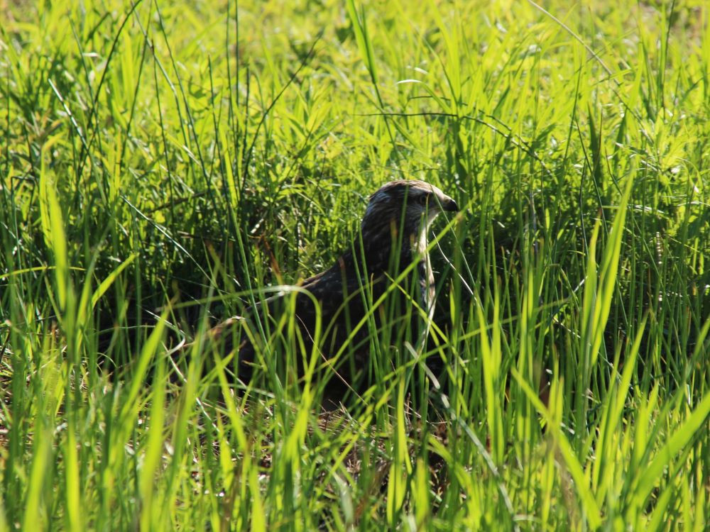 Jonge buizerd