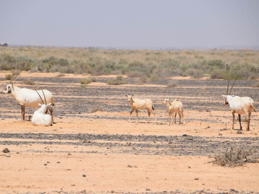 Shaumari wild life Reserve bij Azraq