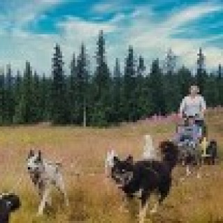Afbeelding voor Riksja Travel - Huskytocht in Jotunheimen