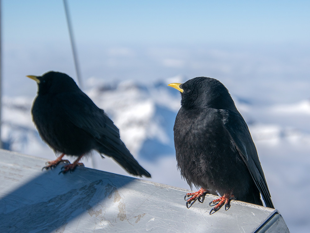 Alpenkauwen op de Top of Europe