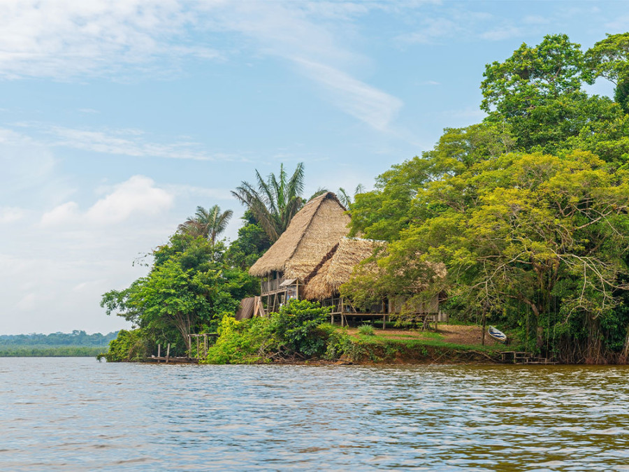 Jungle in Ecuador