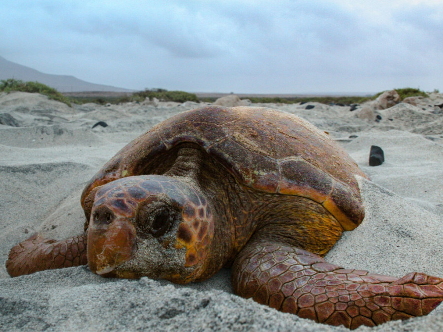 Zeeschildpad