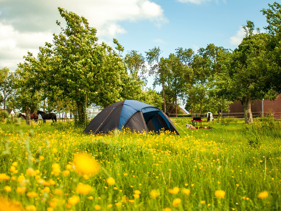 Kleine camping Noord-Holland