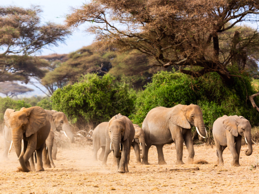 Olifantenkudde in Amboseli
