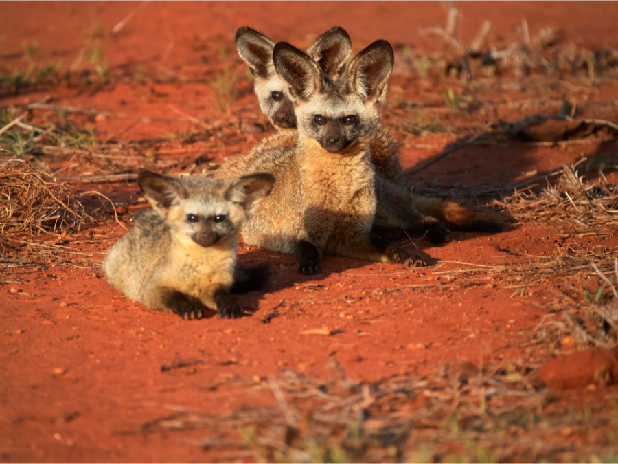 Dieren in Tsavo Kenia