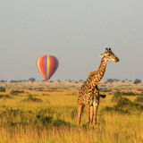 Afbeelding voor Masai Mara