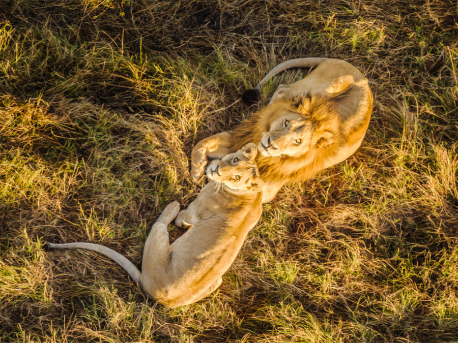 Leeuwen in Afrika