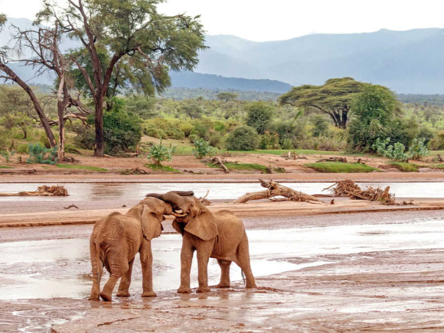 Samburu natuurreservaat